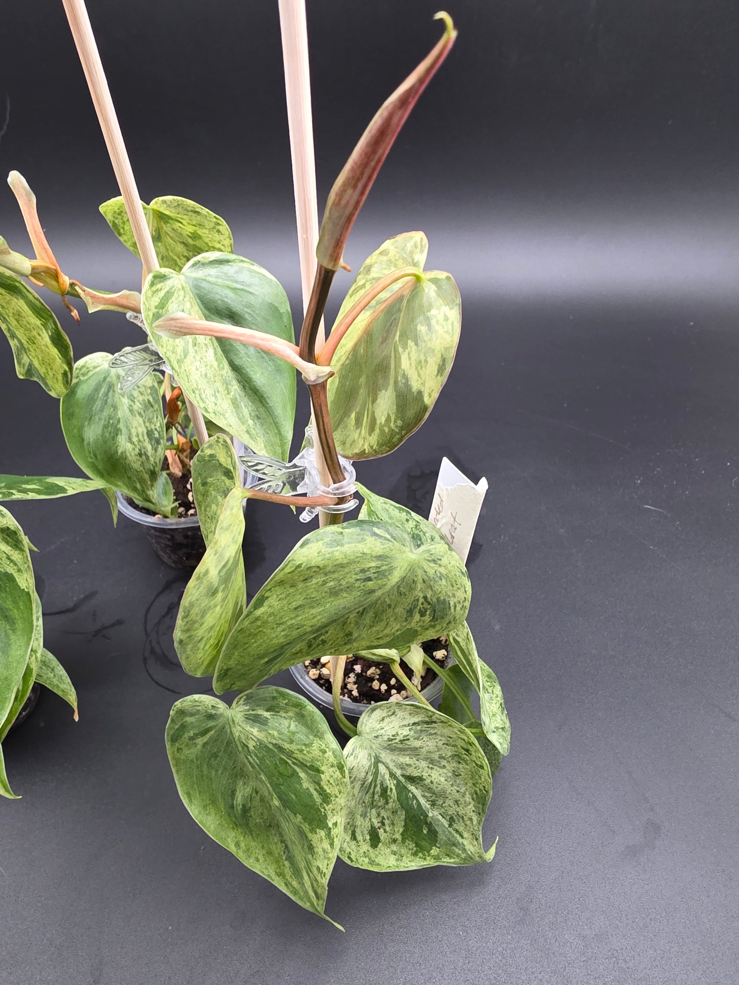 Philodendron Heartleaf Variegated