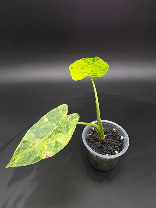 Alocasia Gaugeana Aurea  Large-Leaf Variegated Alocasia with Golden Yellow Patterning