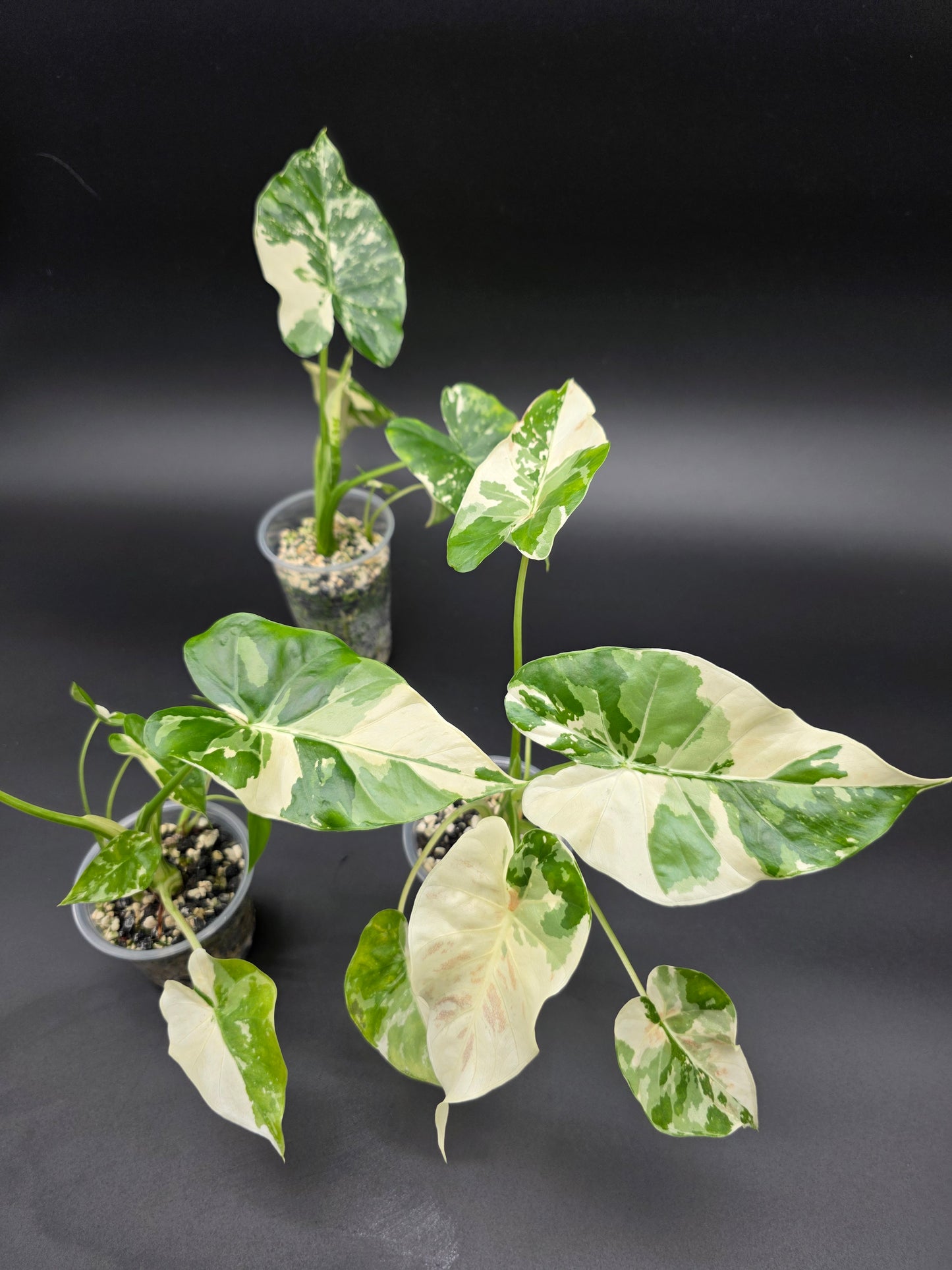 Alocasia Albo NOID Hybrid