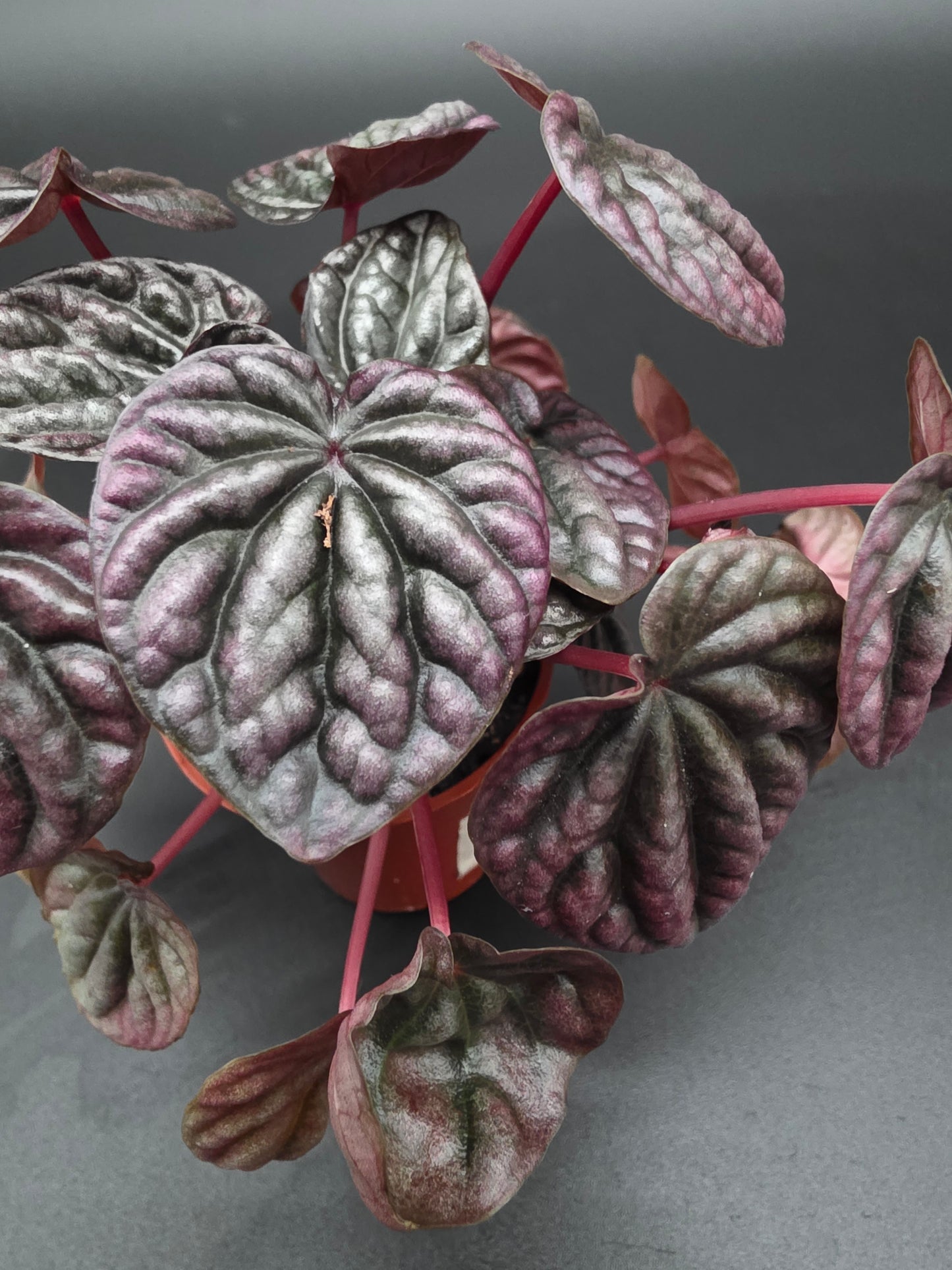 Peperomia Red Beauty