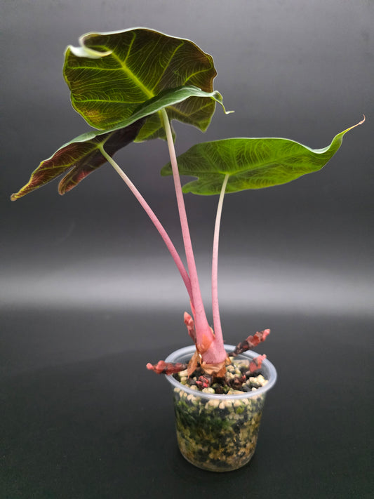 Alocasia Pink Dragon  Alocasia with Soft Green Foliage and Distinct Pink Petioles