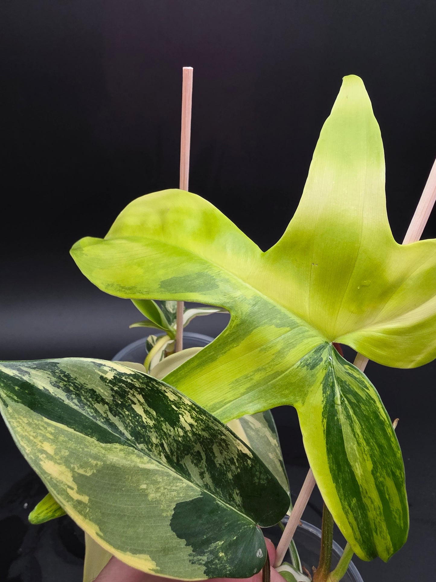Philodendron Florida Beauty Variegated