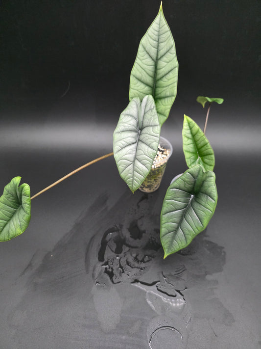 Alocasia Platinum  Silver-Grey Alocasia with Metallic Sheen and Sculptural Form