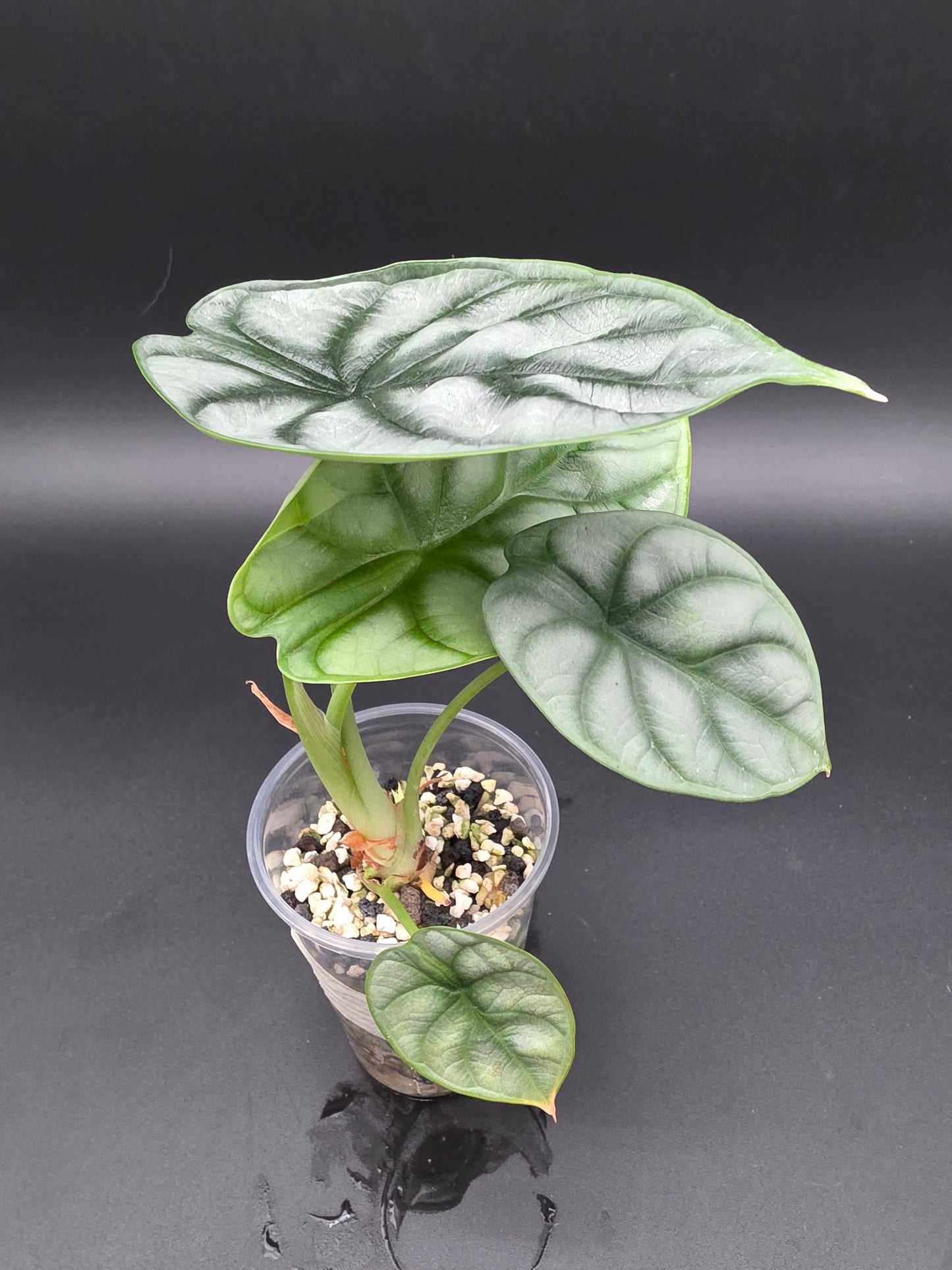 Alocasia Silver Dragon  Textured Jewel Alocasia