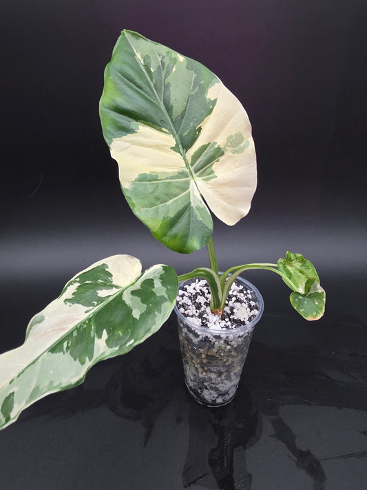 Alocasia NOID Albo Variegated  Rare MEDIUM Variegated Alocasia with Cream and White Patterning (Copy)