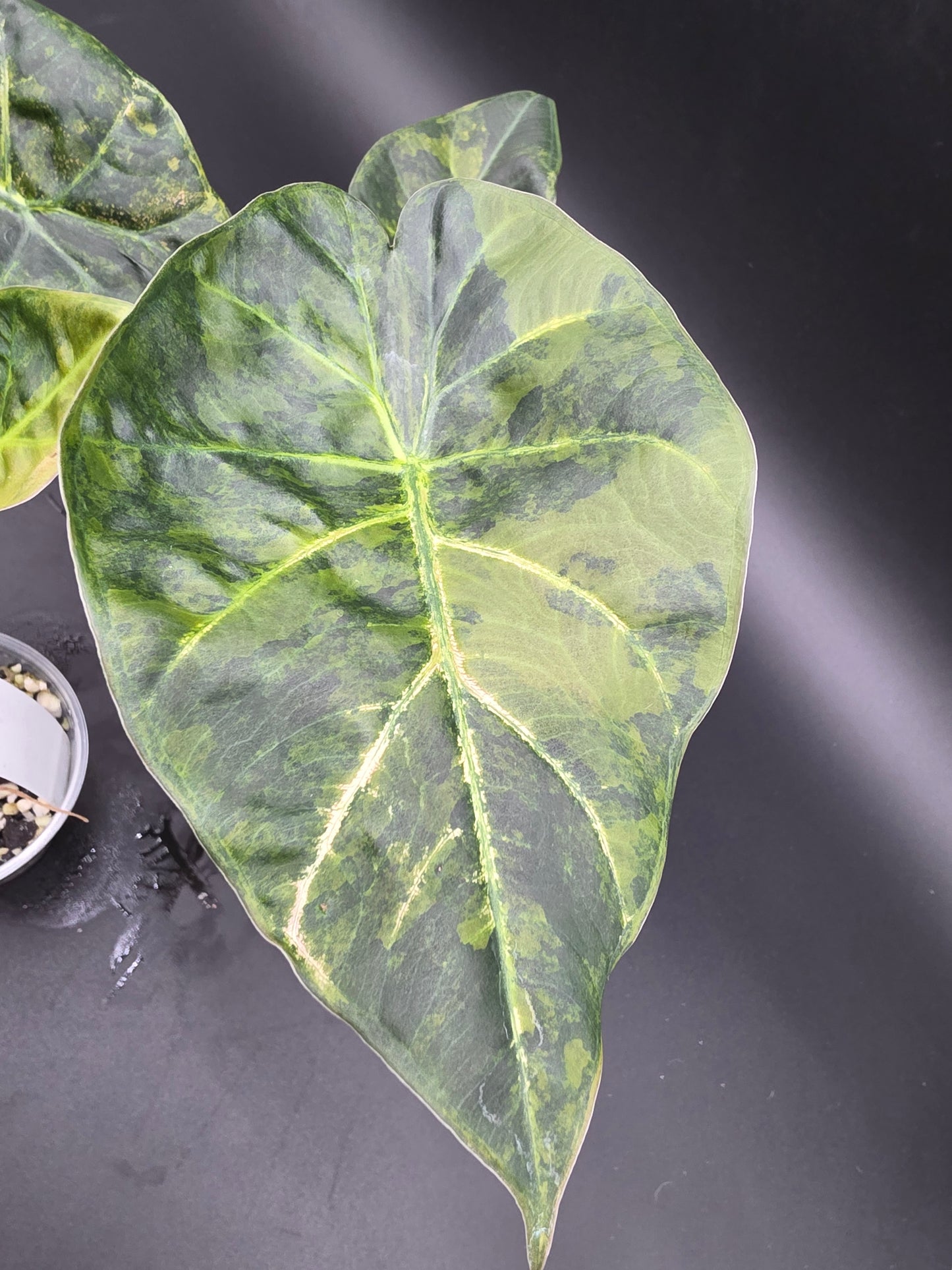 Alocasia Regal Shield Aurea  Variegated Elephant Ear Alocasia