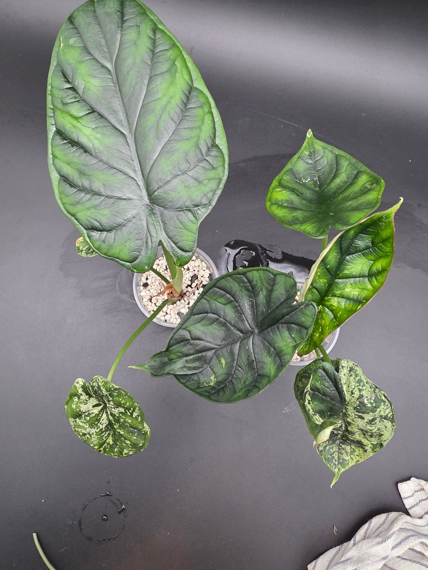 Alocasia Dragon Scale Mint  Rare Variegated Jewel Alocasia with Soft Mint Patterning