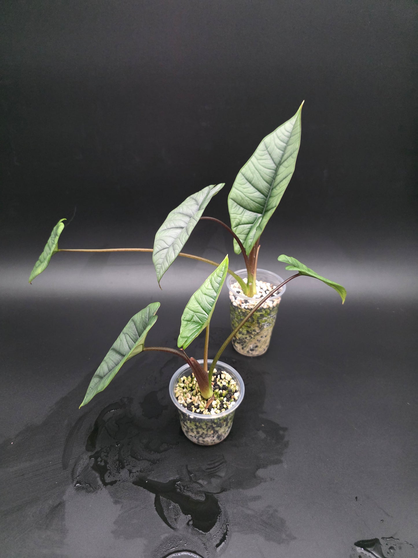 Alocasia Platinum Silver-Grey