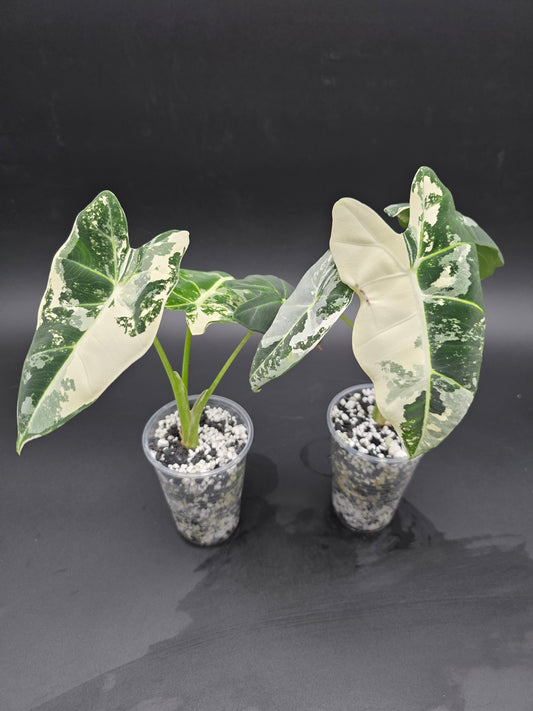 Alocasia Frydek Variegated  Variegated Green Velvet Alocasia with White Patterning