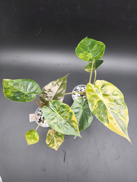 Alocasia Wentii PINK Variegated