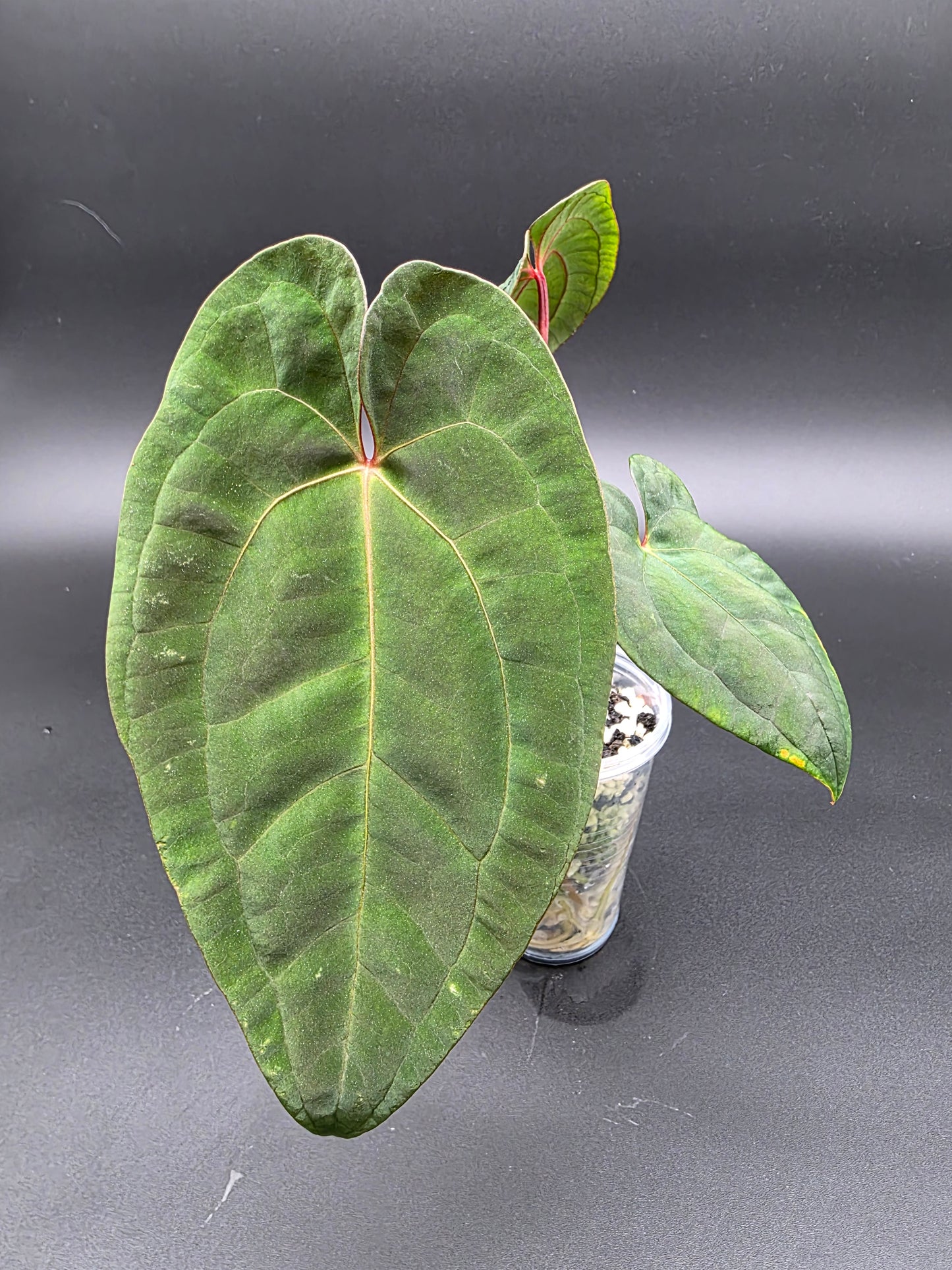 Anthurium Papi Red Stem – Rare Red-Petiole Aroid with Textured Velvet Foliage