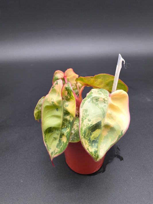 Philodendron Billietiae Variegated - EXACT PLANT– HIGH VARIEGATED - Rare Variegated Orange-Petiole Philodendron