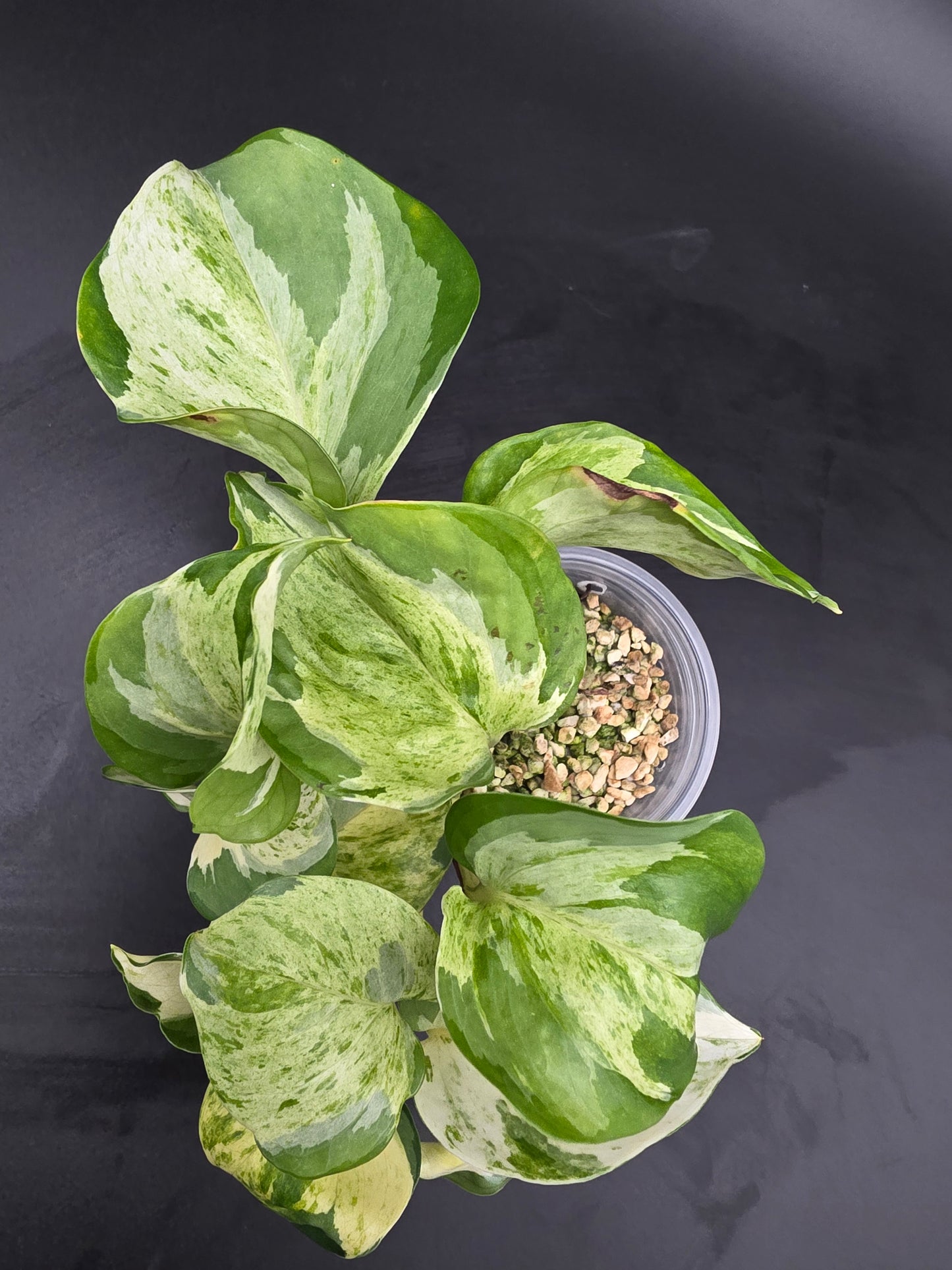 Pothos Manjula