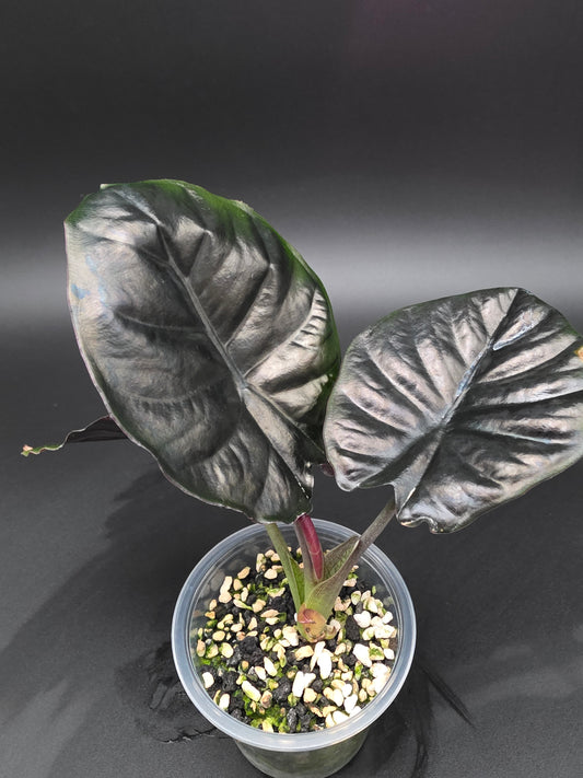 Alocasia Infernalis  Dark Metallic Jewel Alocasia with Glossy Black Foliage