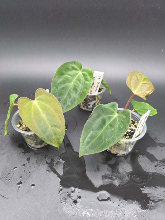 Anthurium Fort Sherman x Variegated Carla Blackiae  Rare Hybrid Anthurium with Dark Foliage and Variegated Potential