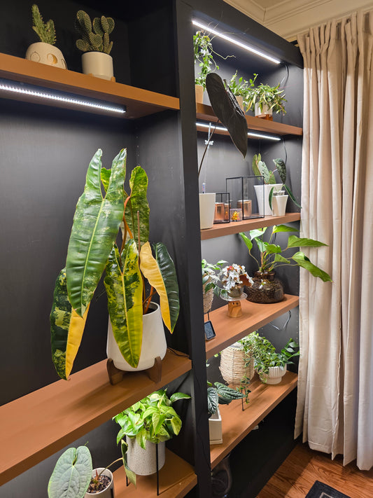 Philodendron Billietiae Variegated (Exact Plant) EXTRA LARGE