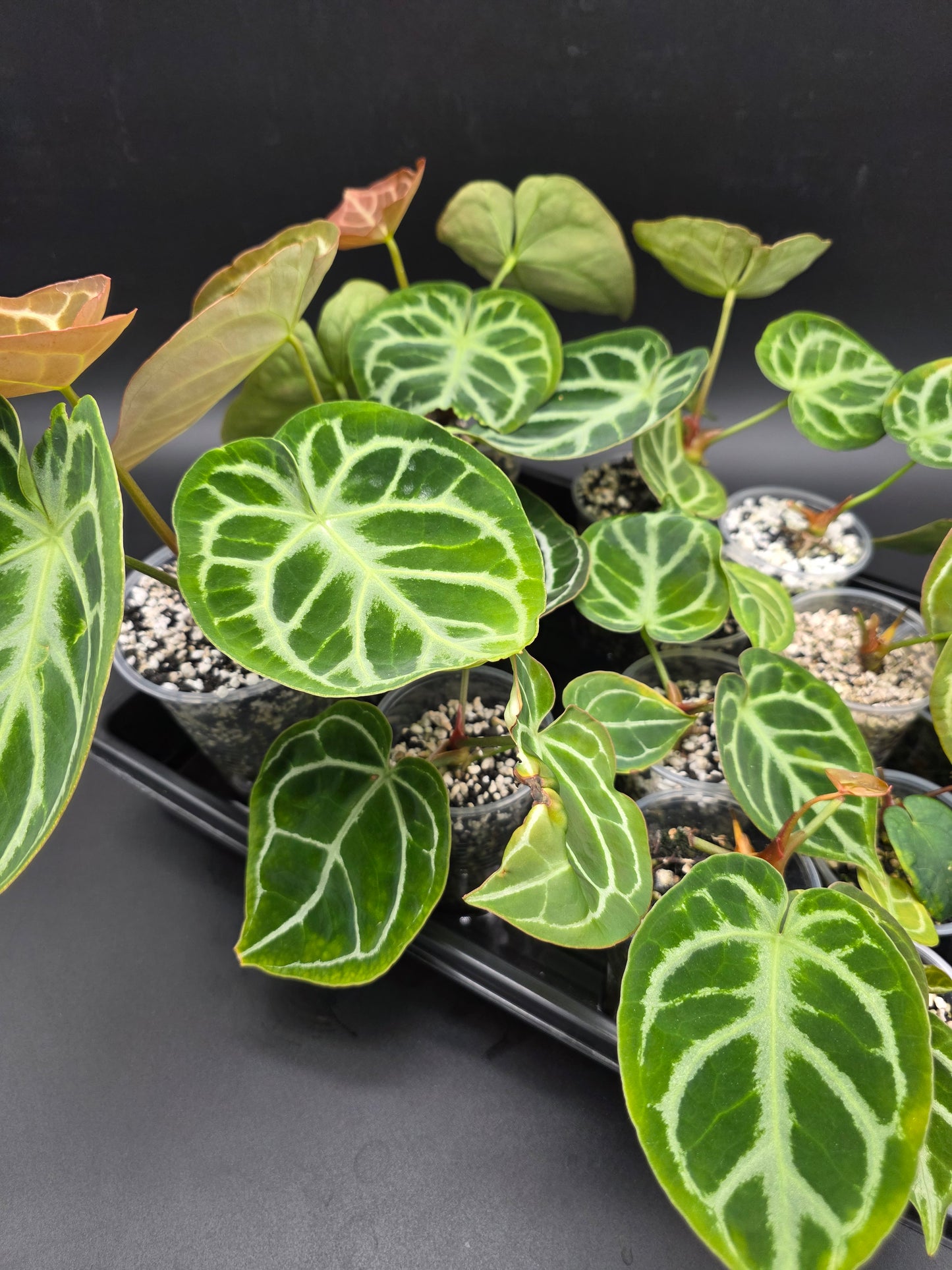 Anthurium Magnificum x Silver Blush -Large Leaves