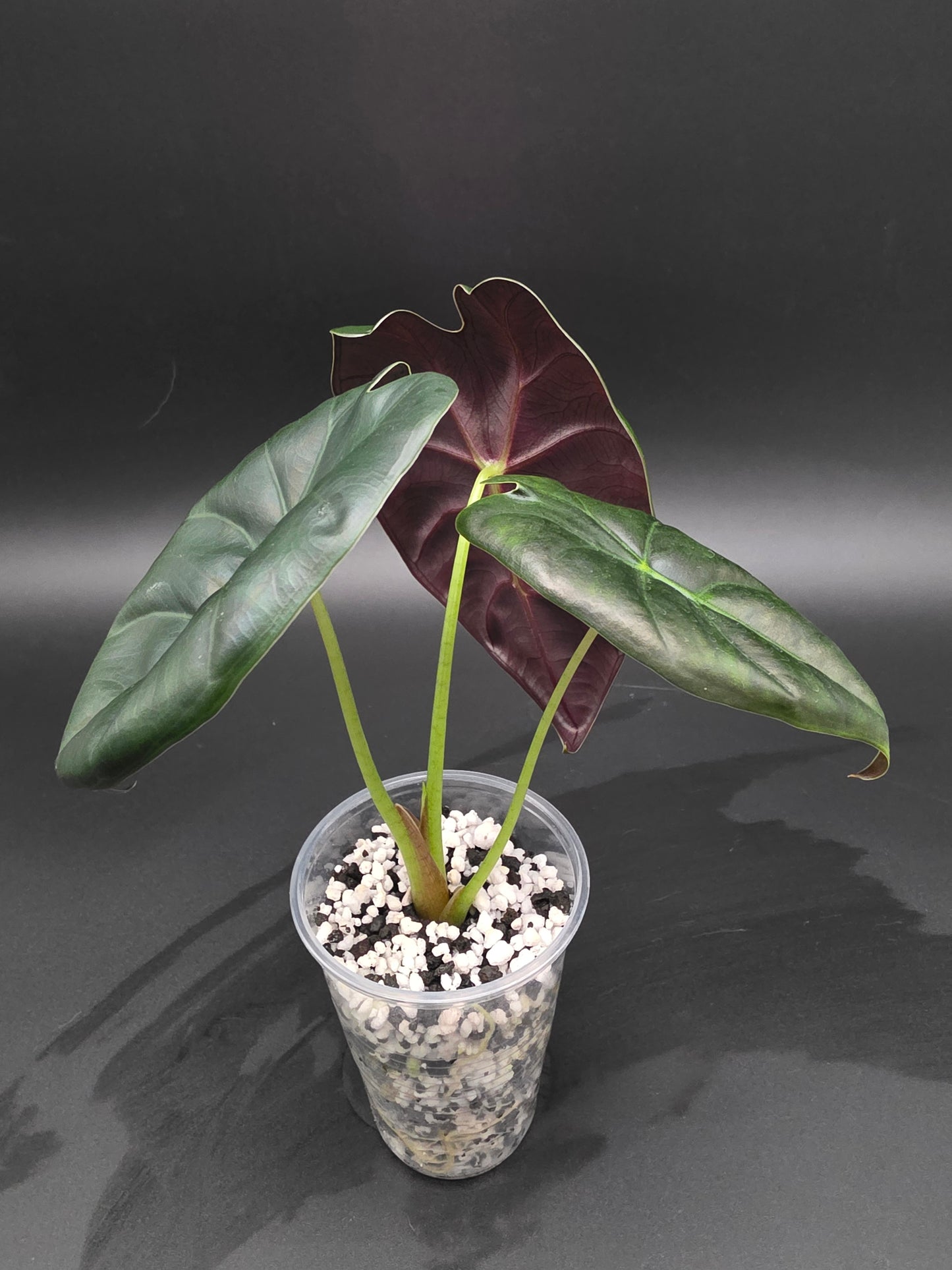 Alocasia Golden Bone