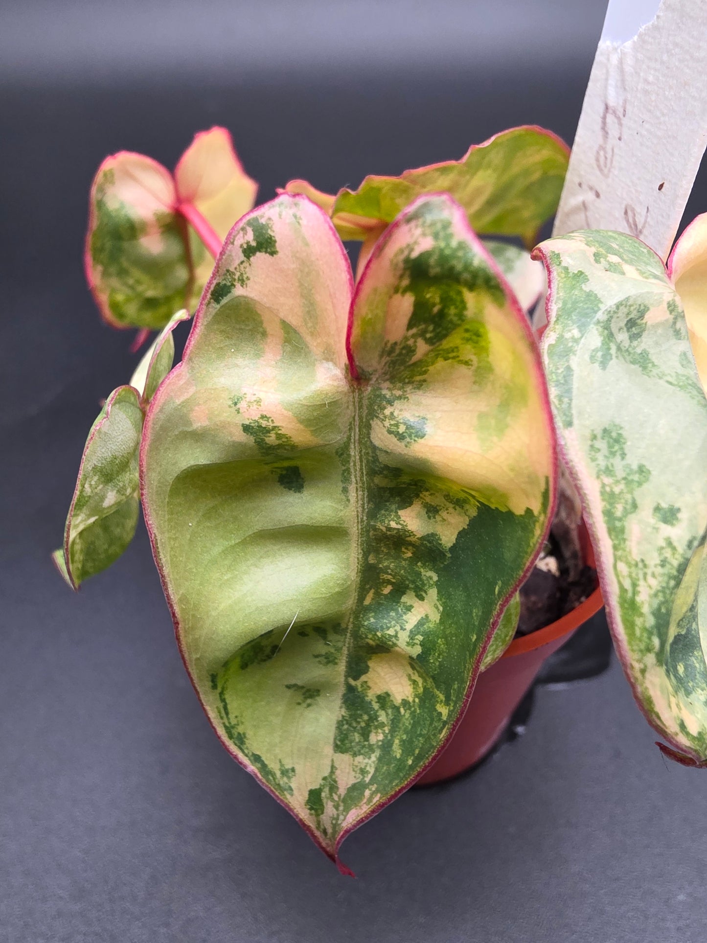 Philodendron Billietiae Variegated - EXACT PLANT