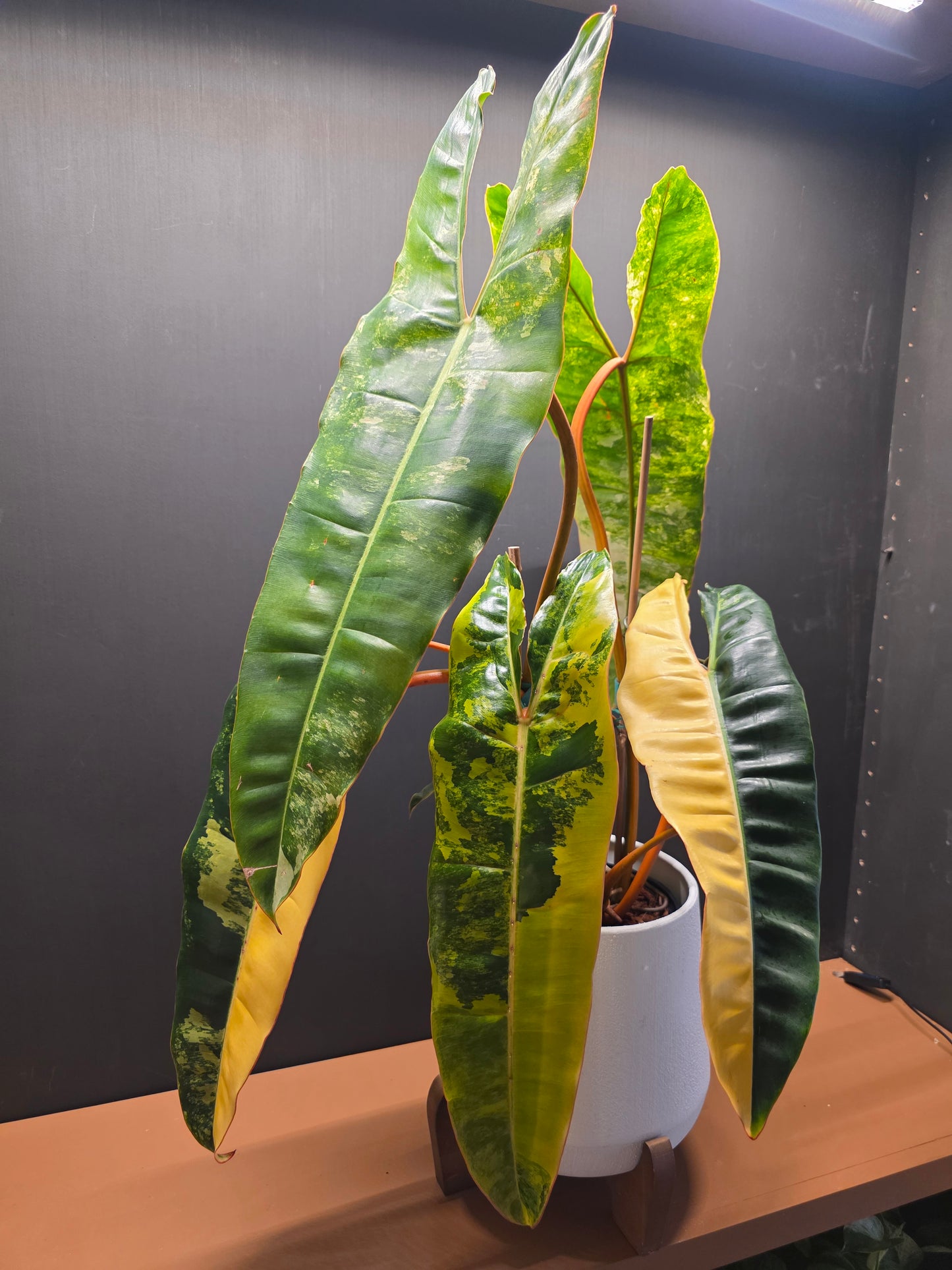 Philodendron Billietiae Variegated (Exact Plant) EXTRA LARGE