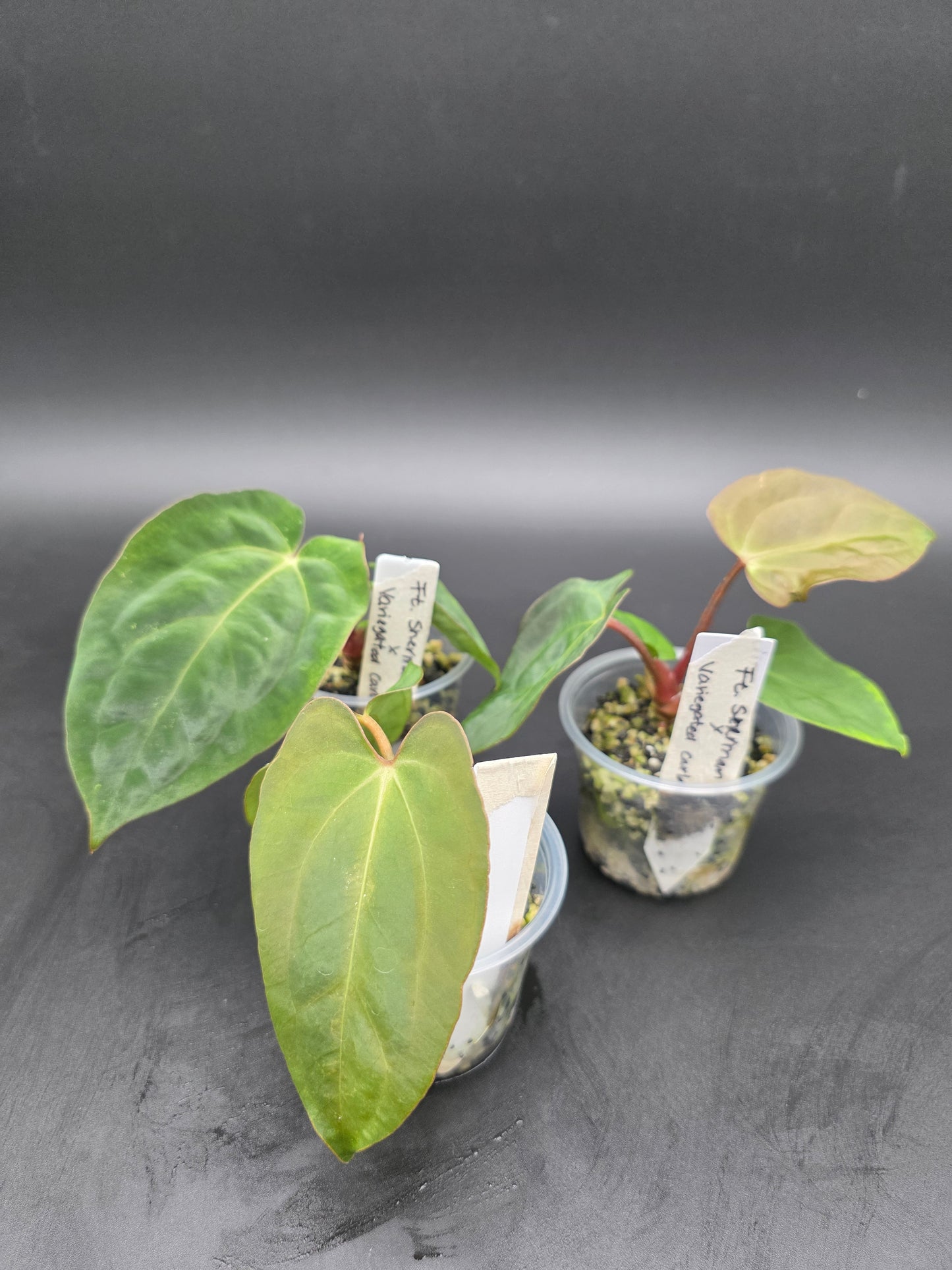Anthurium Fort Sherman x Variegated Carla Blackiae
