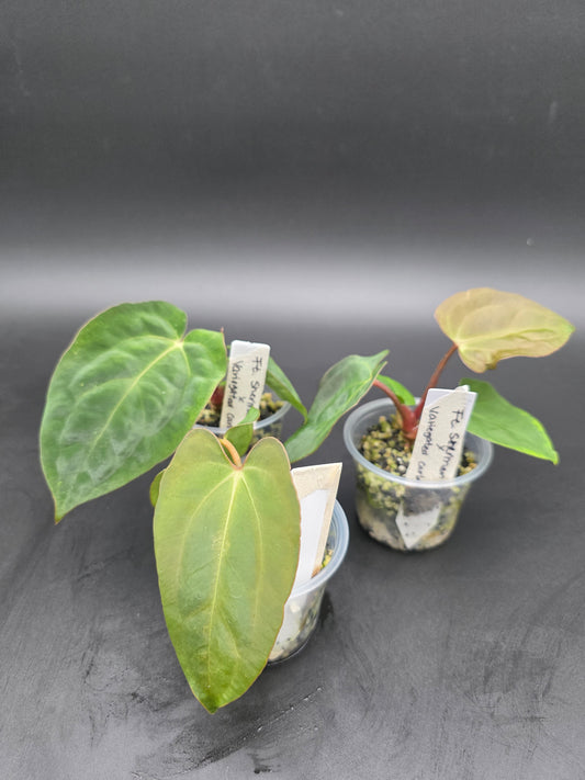 Anthurium Fort Sherman x Variegated Carla Blackiae