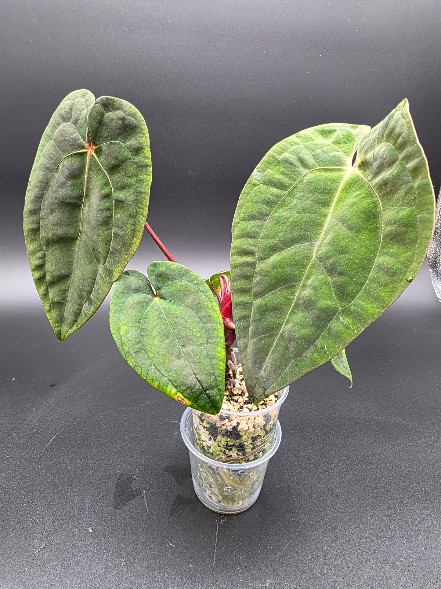 Anthurium Papi Red Stem – Rare Red-Petiole Aroid with Textured Velvet Foliage