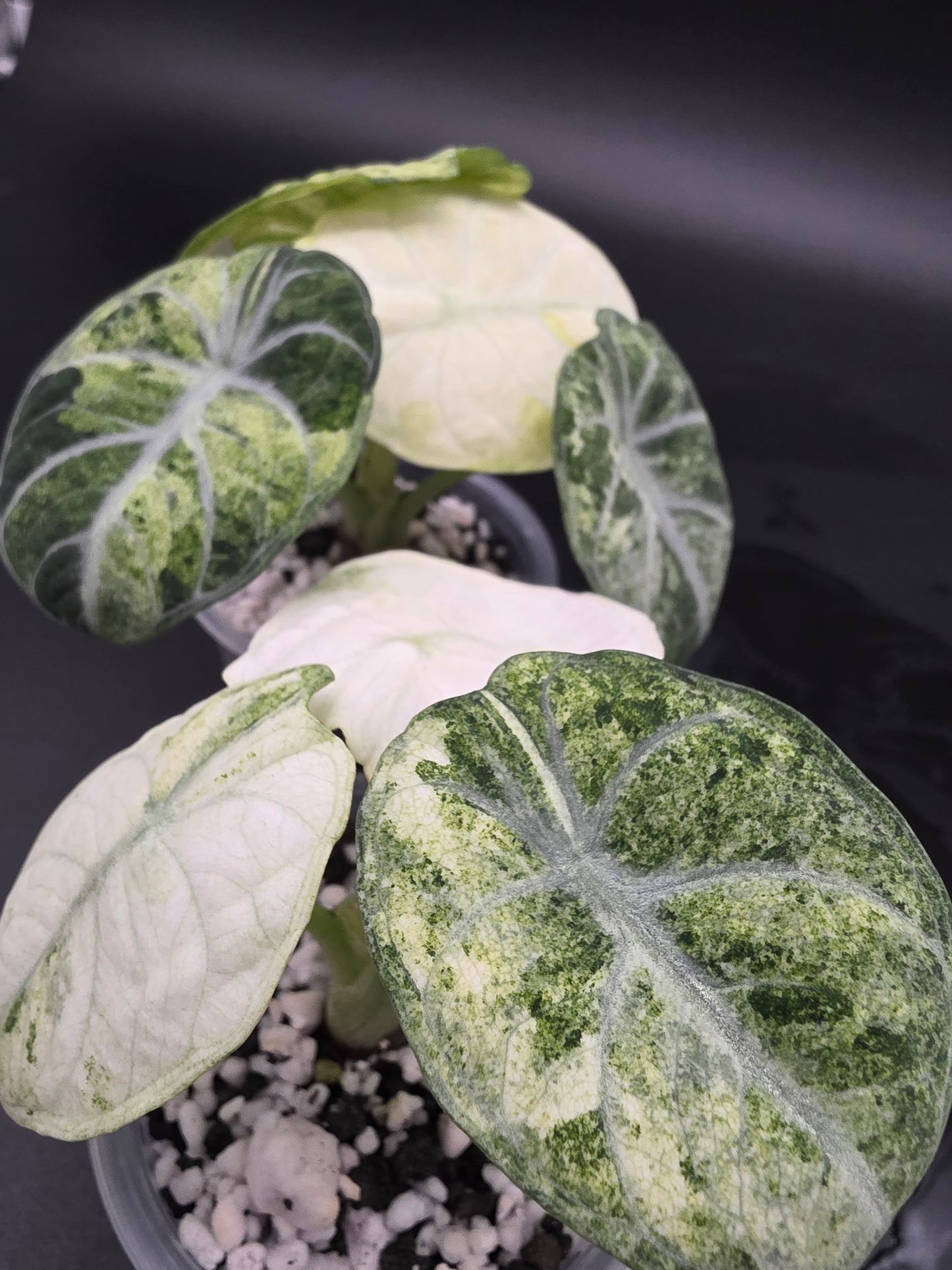 Alocasia Ninja Tri-Color