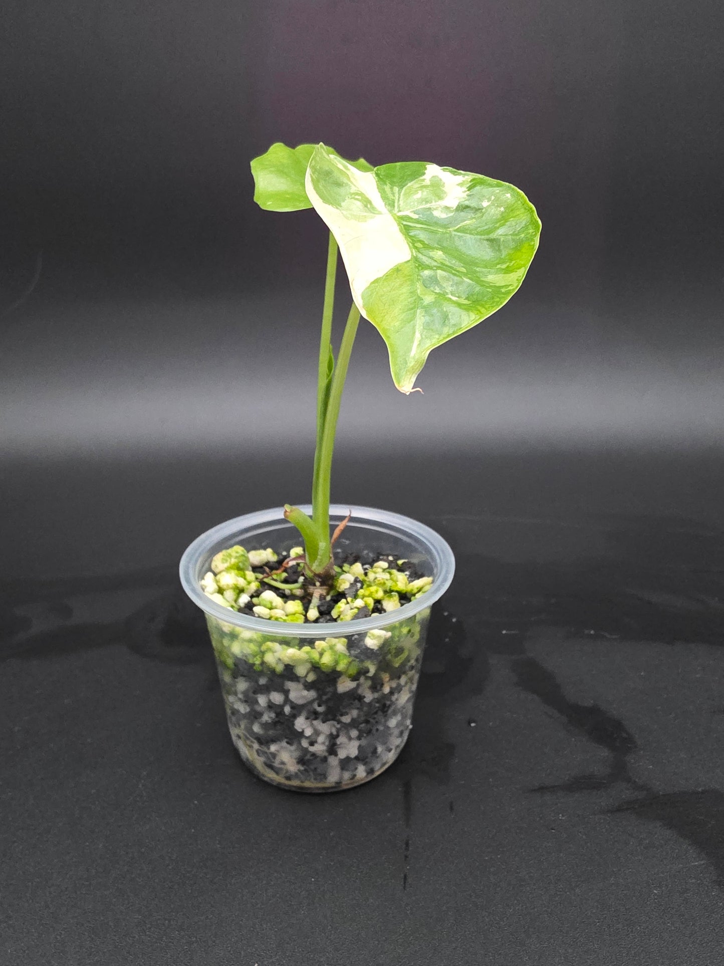 Alocasia NOID Albo - Small pot