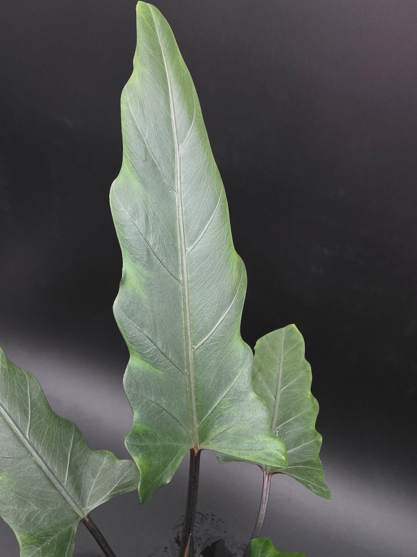 Alocasia Lauterbachiana Purple Sword