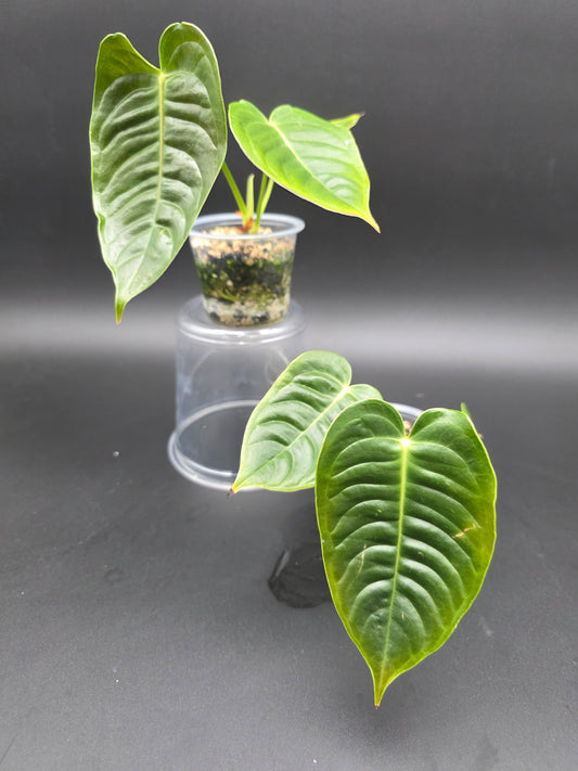 Anthurium Veitchii Small  King Anthurium Starter Plant