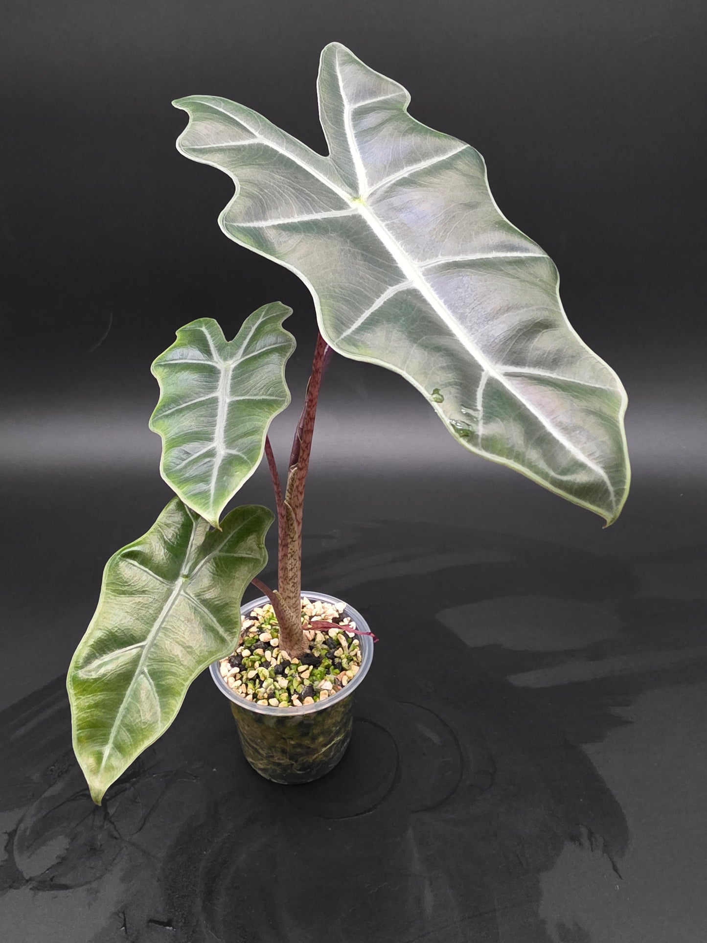 Alocasia Mayan Mask  Textured Jewel Alocasia with Deep Veining and Sculpted Foliage