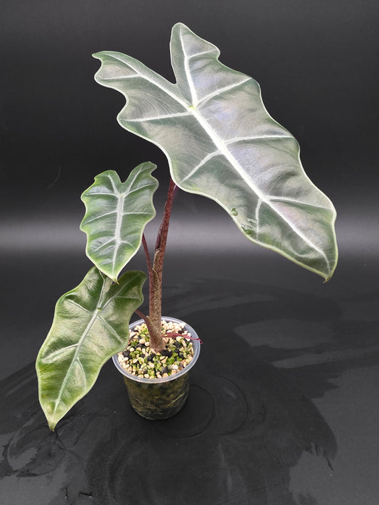 Alocasia Mayan Mask  Textured Jewel Alocasia with Deep Veining and Sculpted Foliage