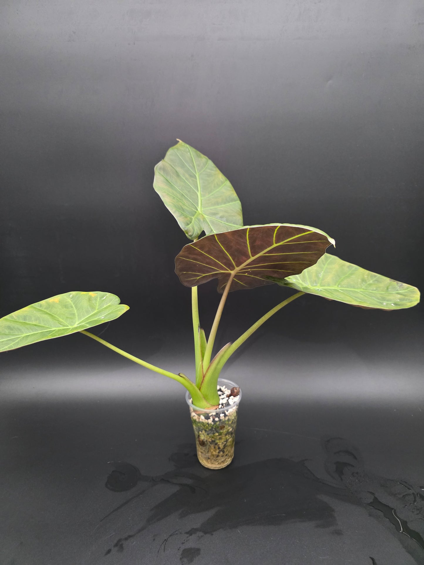 Alocasia Regal Shield  Dark Foliage Elephant Ear Alocasia LARGE