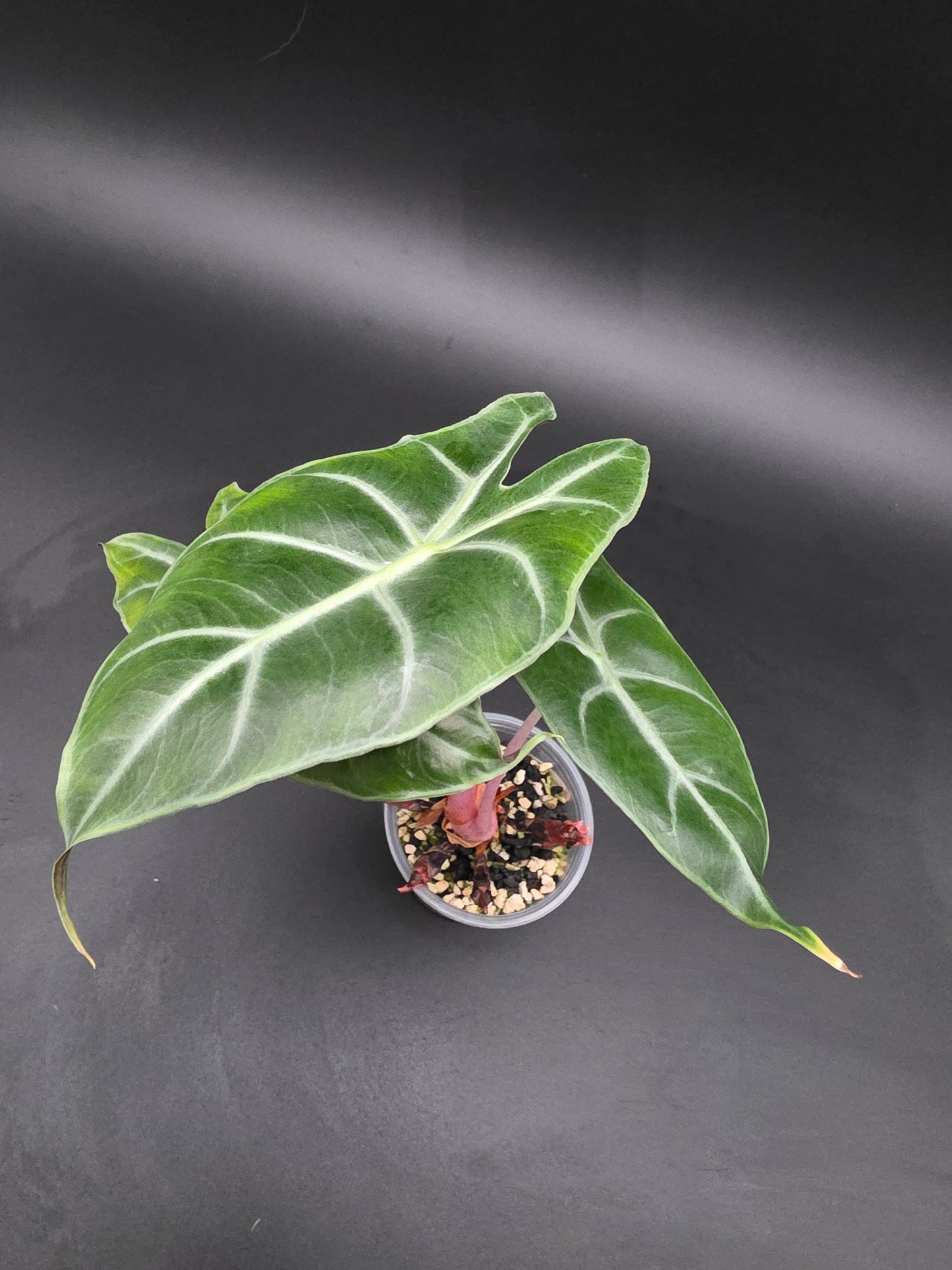 Alocasia Pink Dragon
