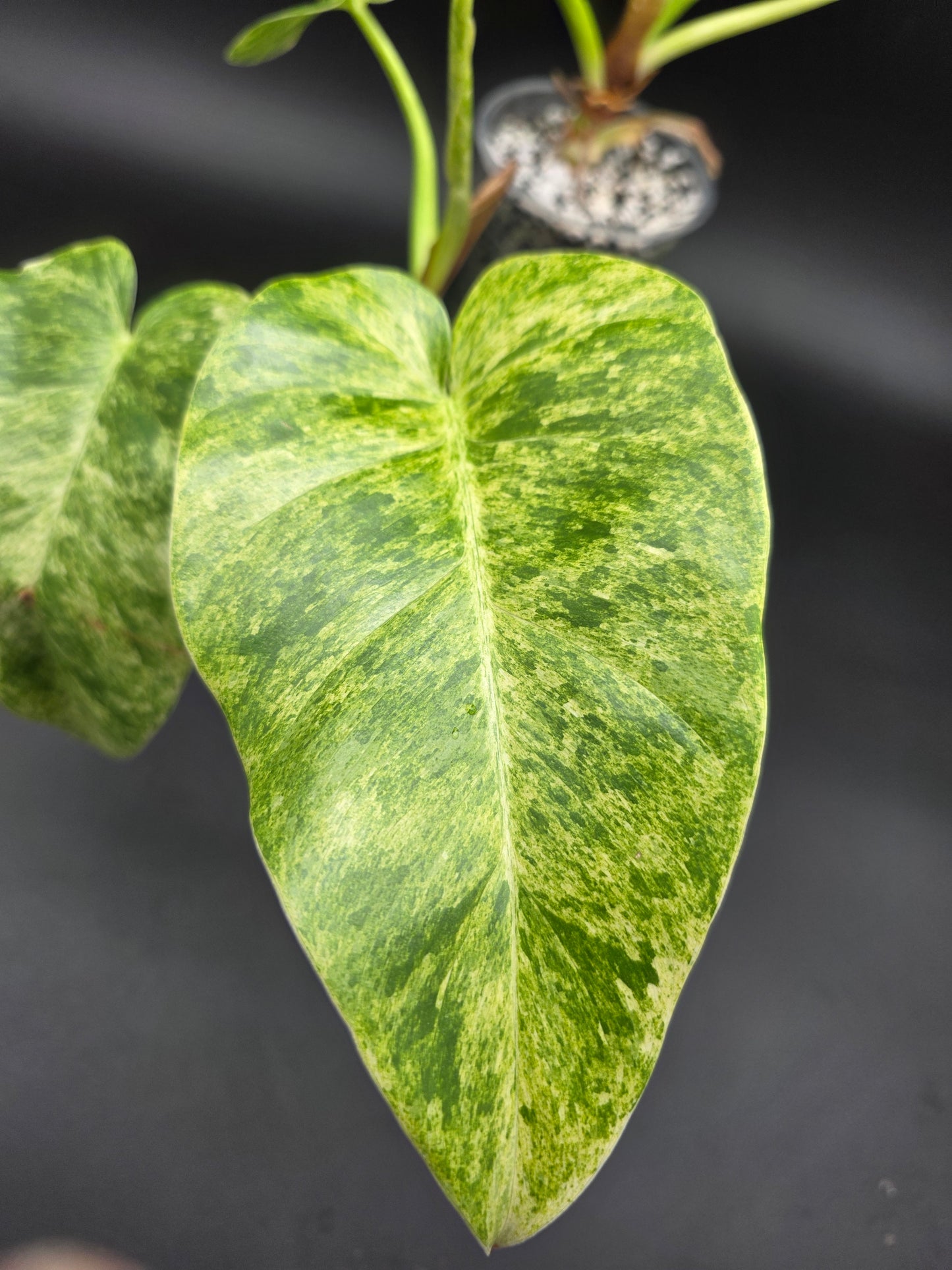 Philodendron Giganteum Blizzard