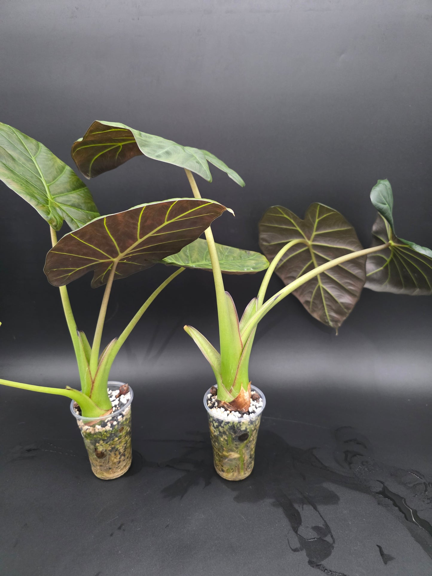 Alocasia Regal Shield  Dark Foliage Elephant Ear Alocasia LARGE