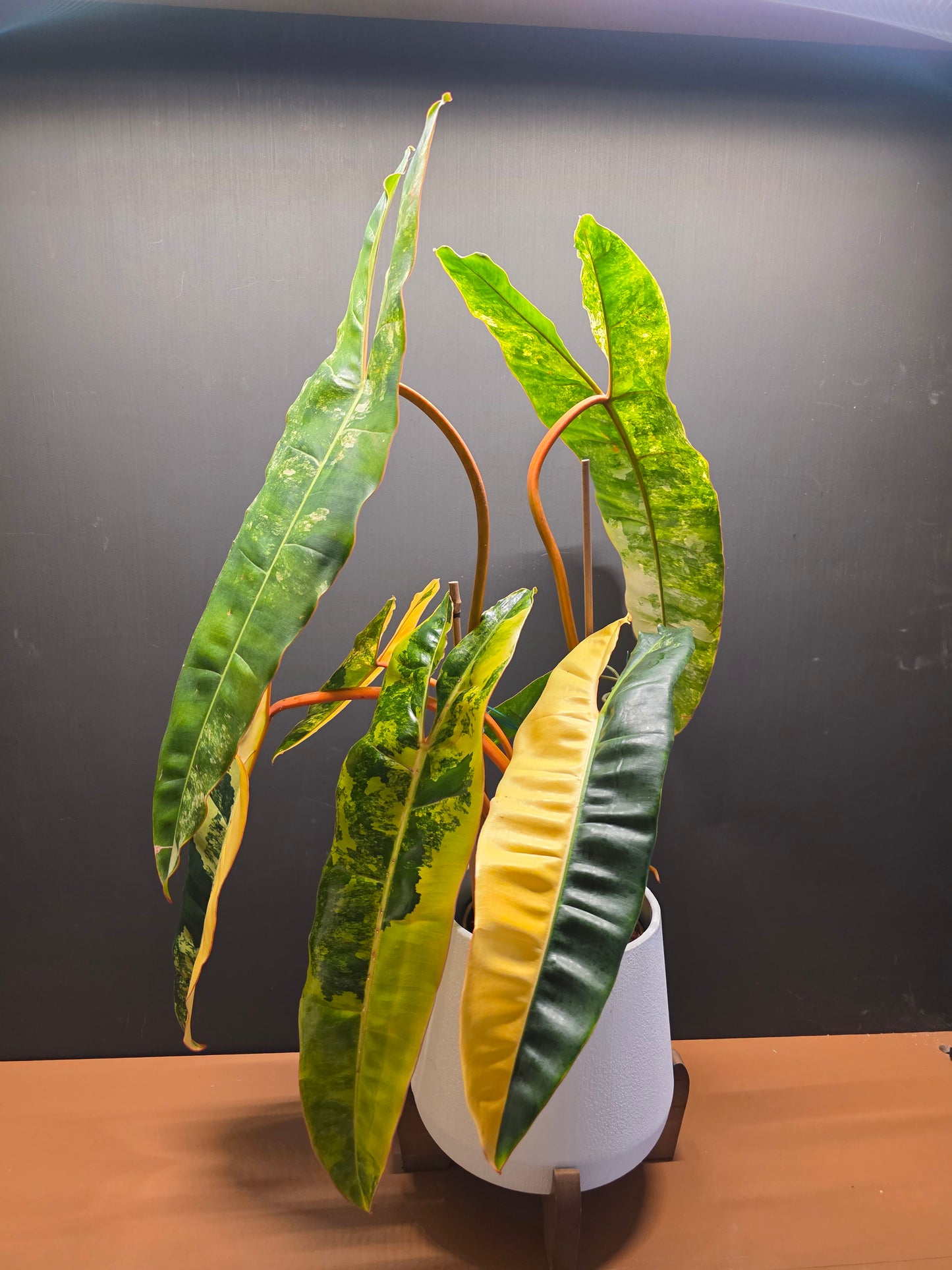 Philodendron Billietiae Variegated (Exact Plant) EXTRA LARGE