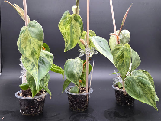 Philodendron Heartleaf Variegated  Classic Trailing Philodendron with Cream and Green Variegation