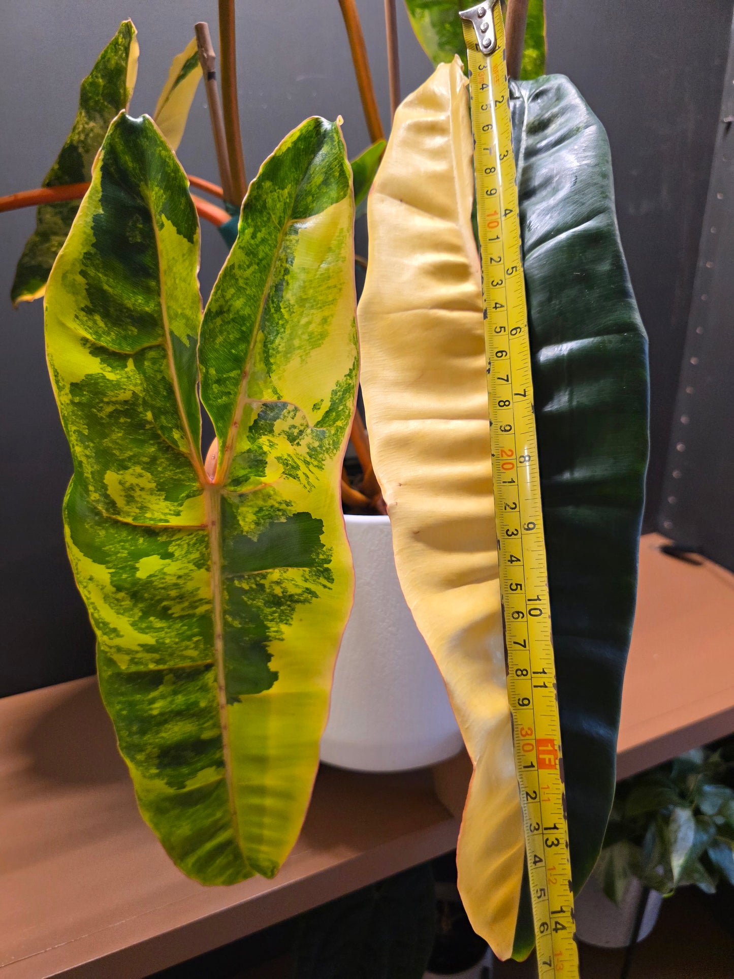Philodendron Billietiae Variegated (Exact Plant) EXTRA LARGE
