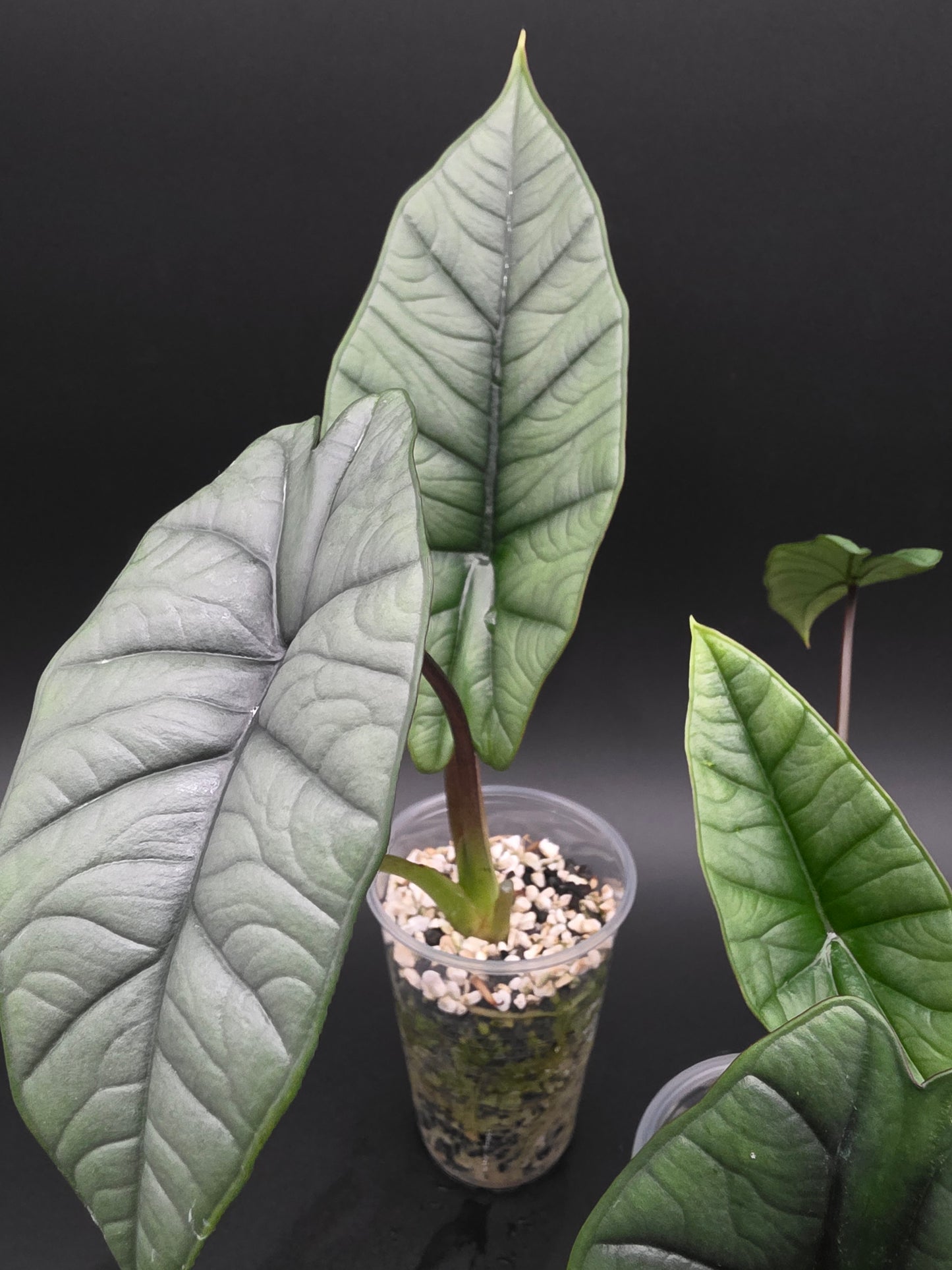Alocasia Platinum Silver-Grey