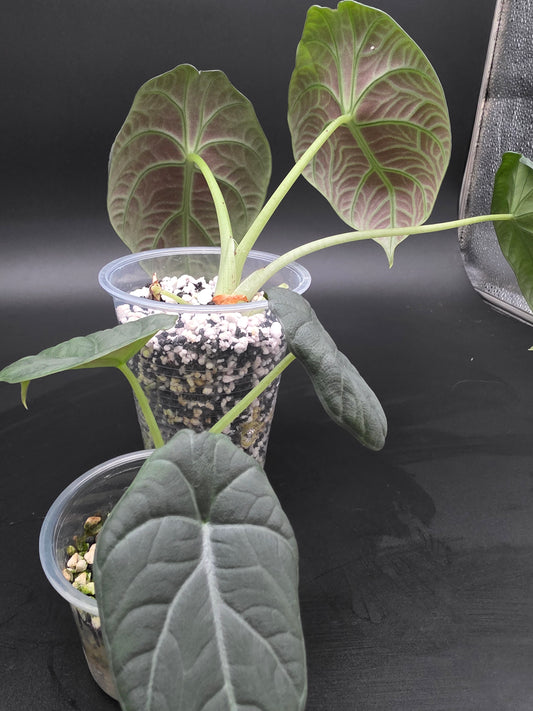 Alocasia Melo  Thick Textured Jewel Alocasia with Stone-Like Foliage