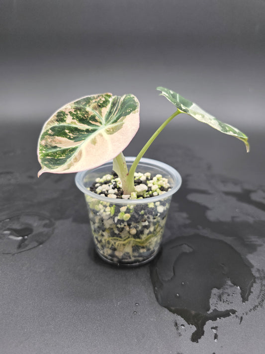 Alocasia Black Velvet Pink - Albo Variegated  Rare Jewel Alocasia with Dark Velvet Foliage and Dual-Tone Variegation