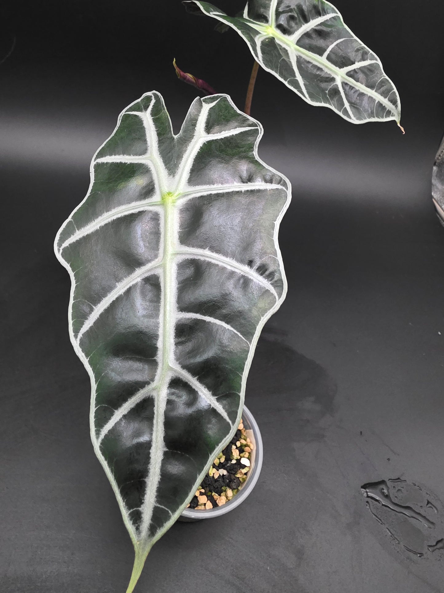 Alocasia Polly