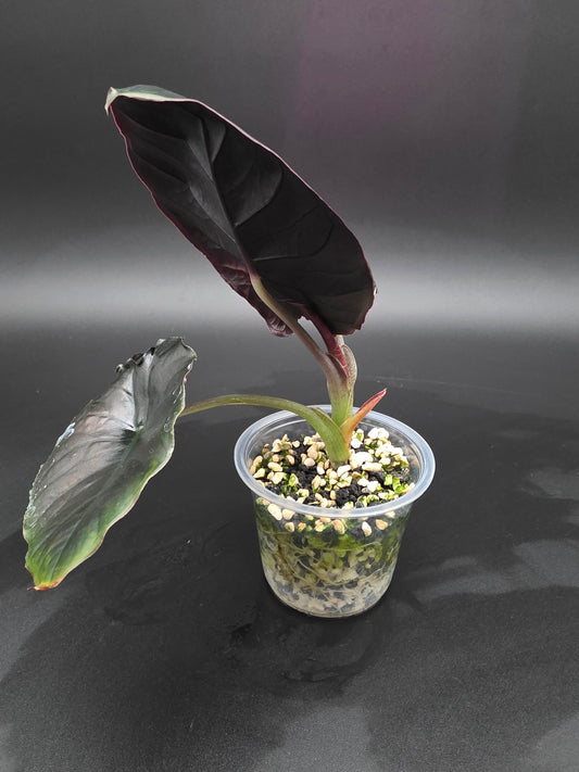 Alocasia Infernalis  Dark Metallic Jewel Alocasia with Glossy Black Foliage