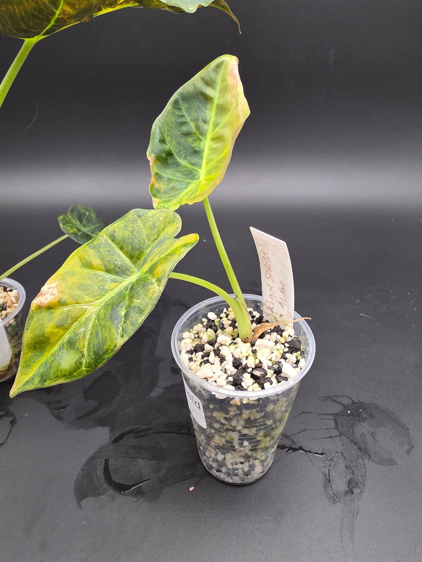 Alocasia Regal Shield Aurea  Variegated Elephant Ear Alocasia