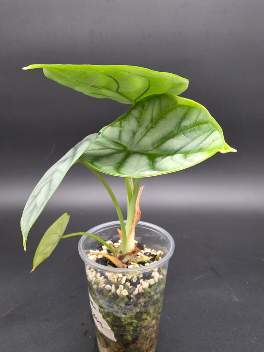 Alocasia Silver Dragon  Textured Jewel Alocasia