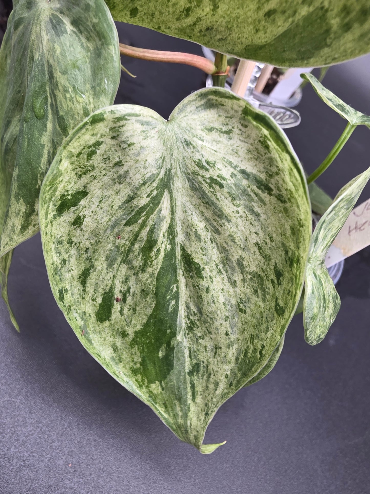 Philodendron Heartleaf Variegated