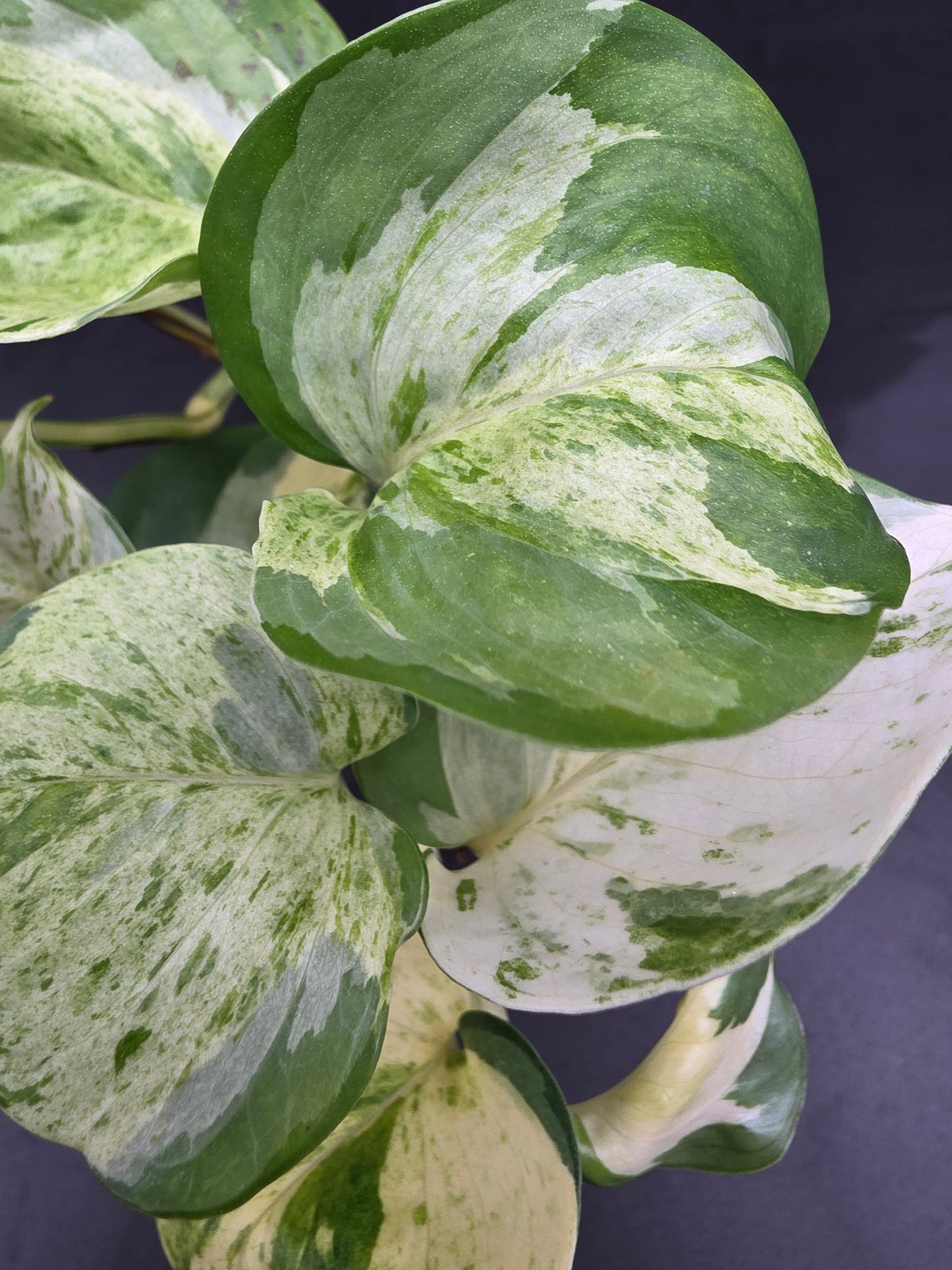 Pothos Manjula