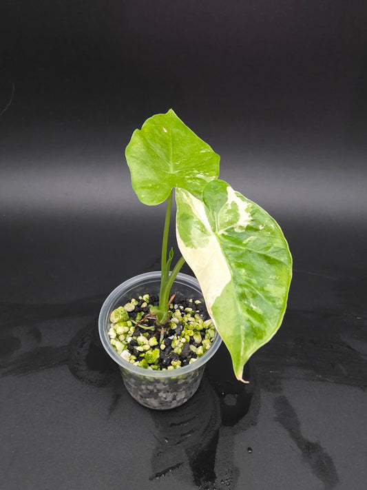 Alocasia NOID Albo Variegated  Rare SMALL Variegated Alocasia with Cream and White Patterning (Copy) (Copy)
